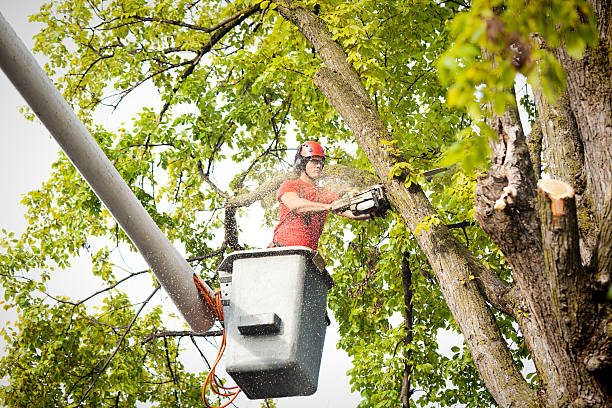 Best Tree Branch Trimming  in Hatch, NM